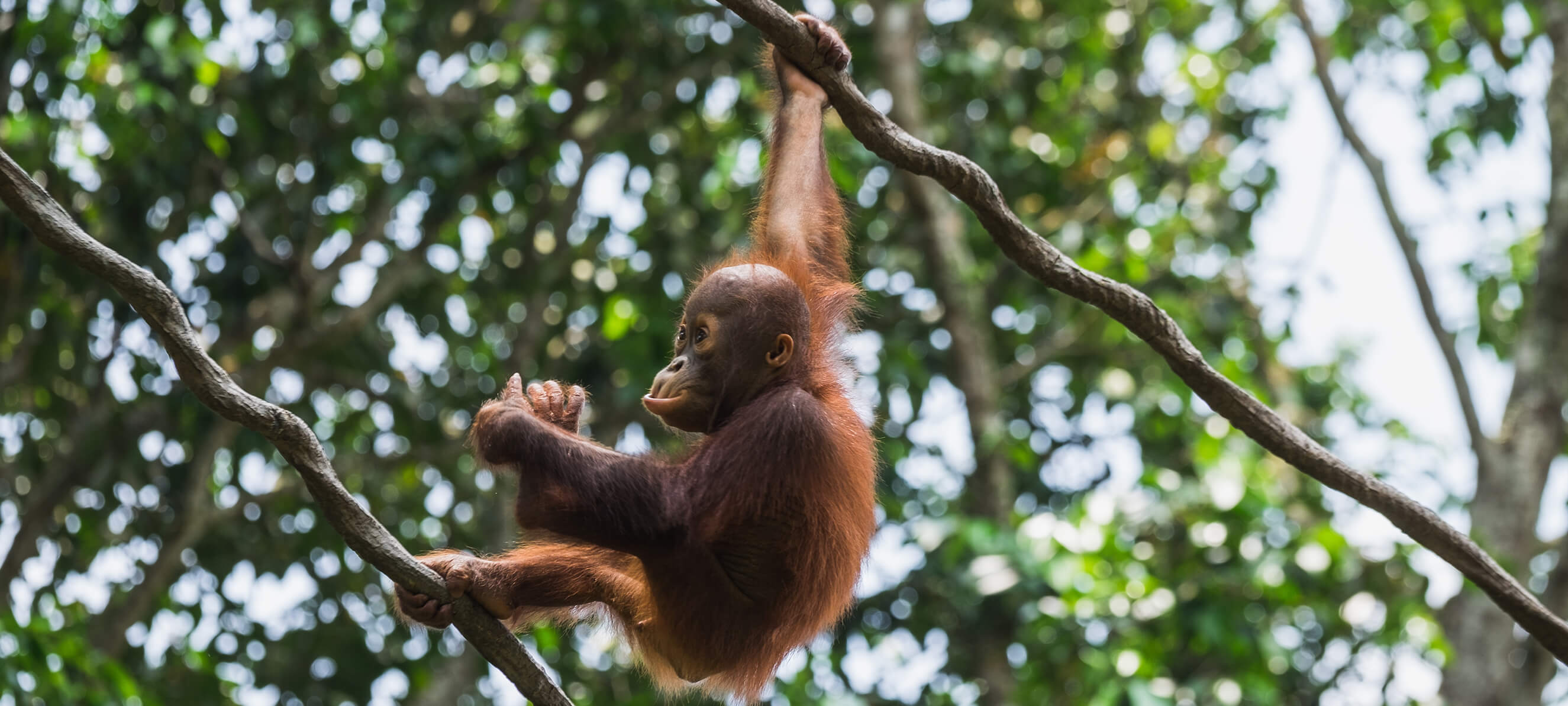 Op.ECO: Roar of the Jungle